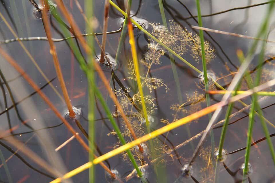 Utricularia australis growing in wetland in , New Zealand
Taylor Davies-Colley  Creative Commons Attribution-Share Alike 4.0