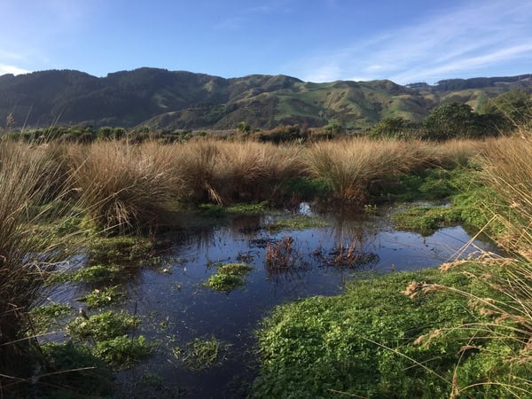 Kapiti wetlands Low Carbon Kapiti (3)