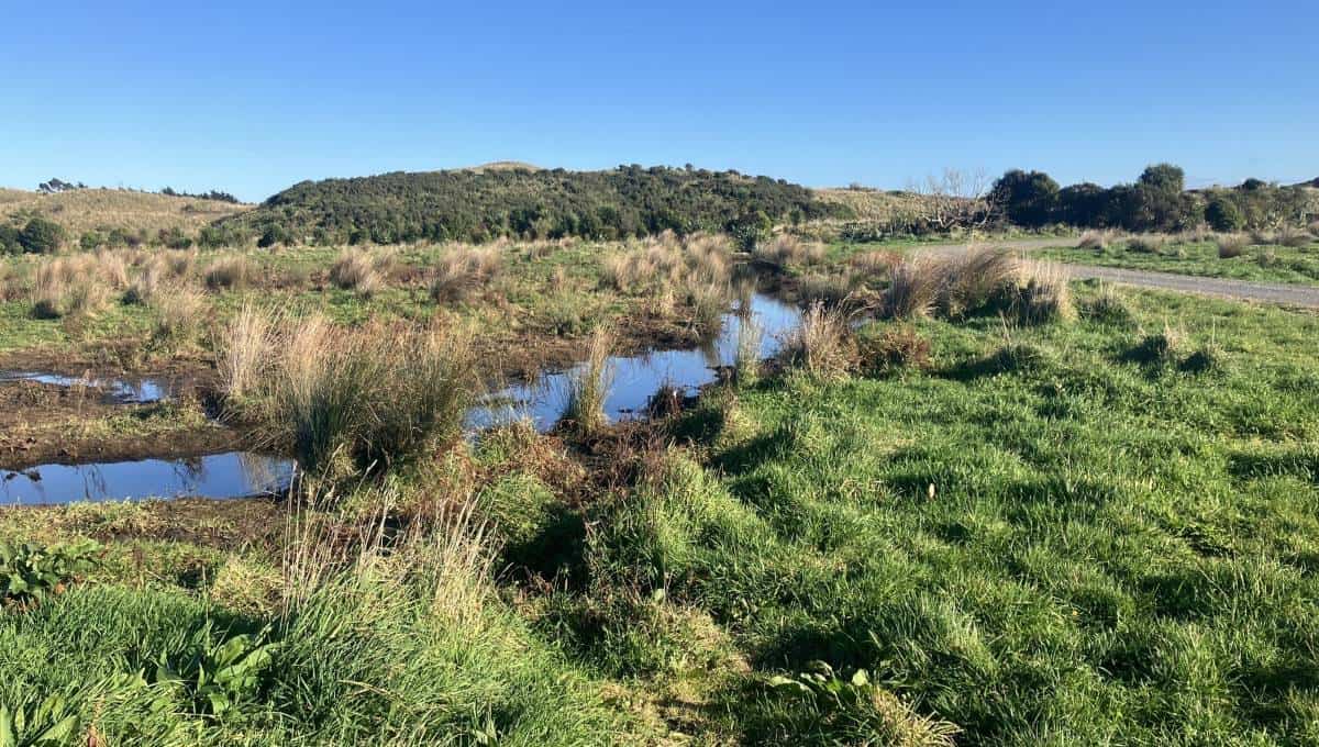 kapiti Wetlands protection Low Carbon Kapiti wetland 2